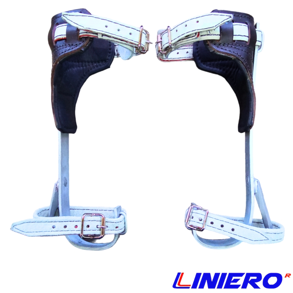 TREPADERA DE ARBOL - Imagen 2