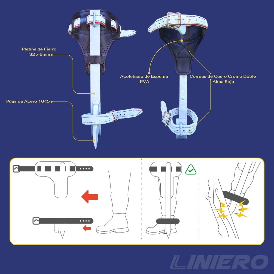 TREPADERA DE ARBOL - Imagen 3
